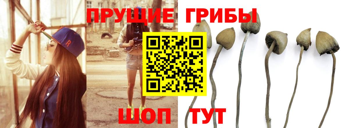 купить наркотик  Псилоцибиновые грибы Magic Shrooms  Кировск  Вход с VPN  Псилоцибиновые грибы мухоморы 
